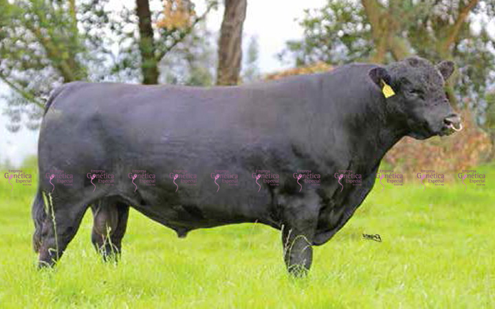 toros-carne-angus-negro