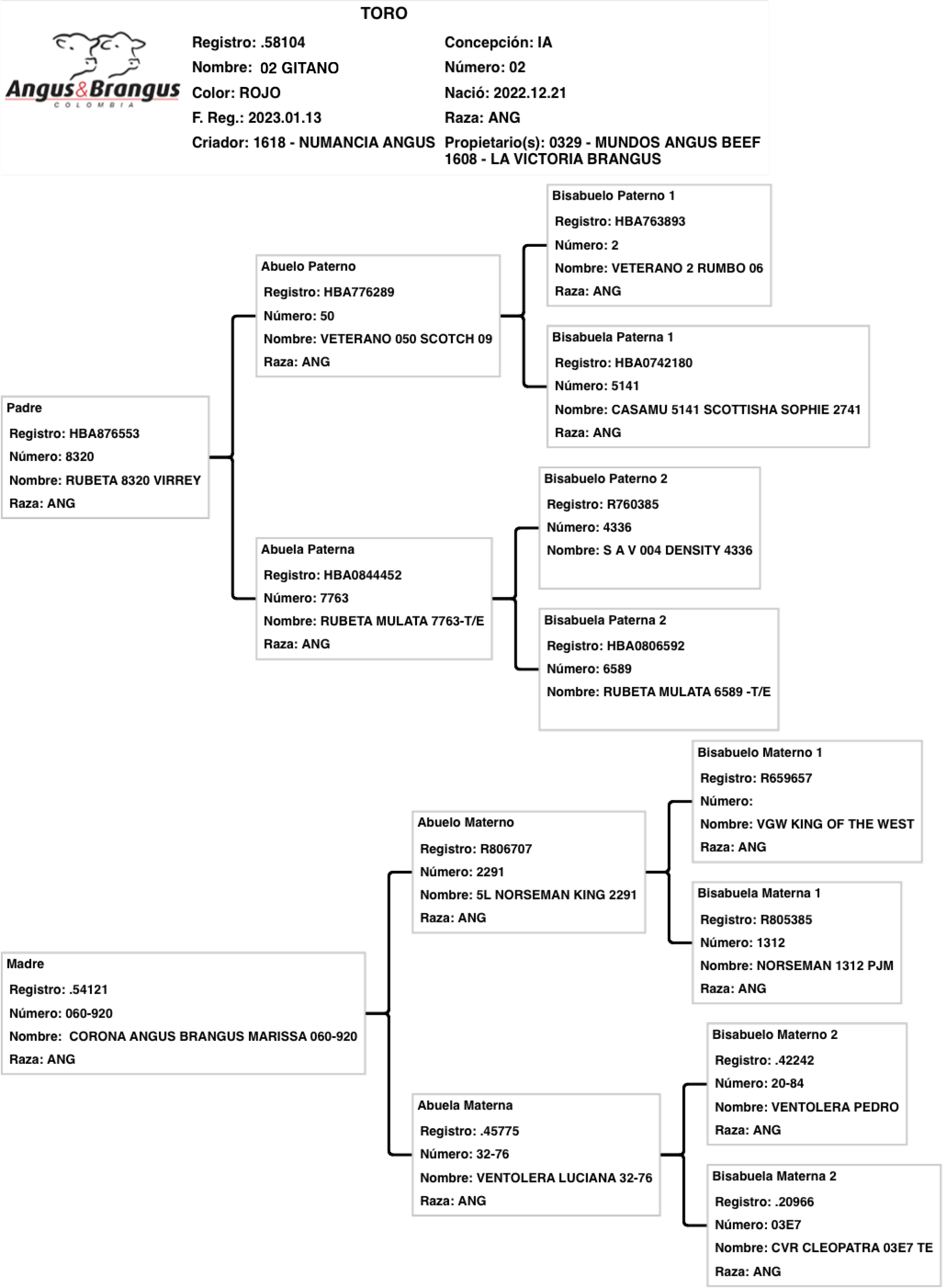 toros-carne-angus-rojo