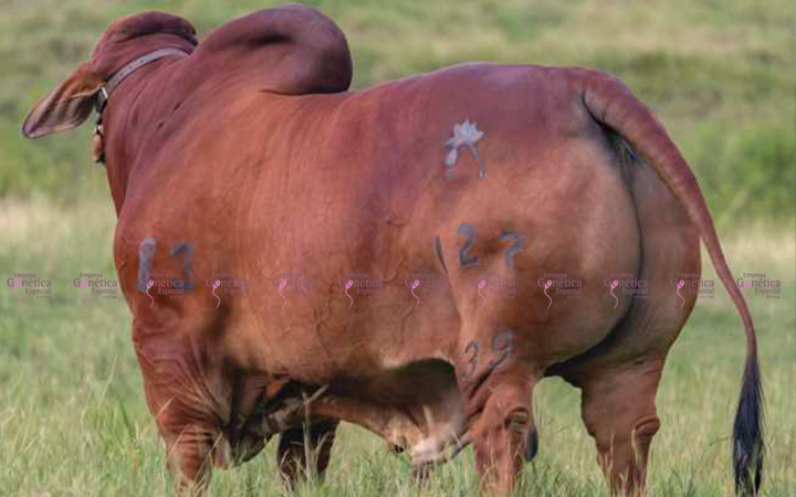 toros-carne-brahman-rojo