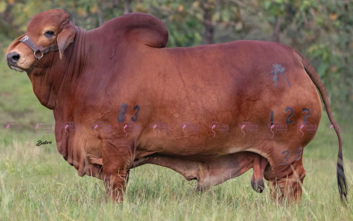 toros-carne-brahman-rojo