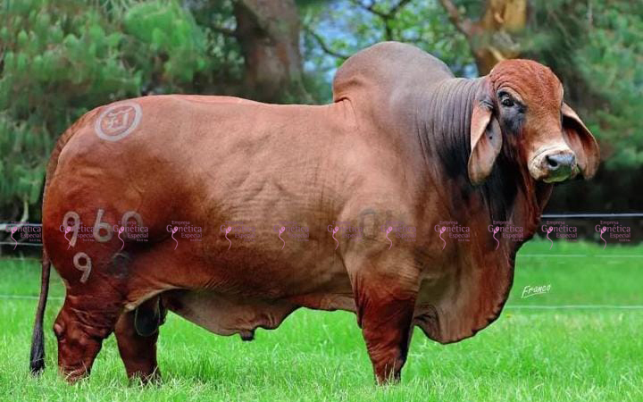 toros-carne-brahman-rojo