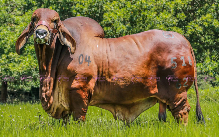 toros-carne-brahman-rojo