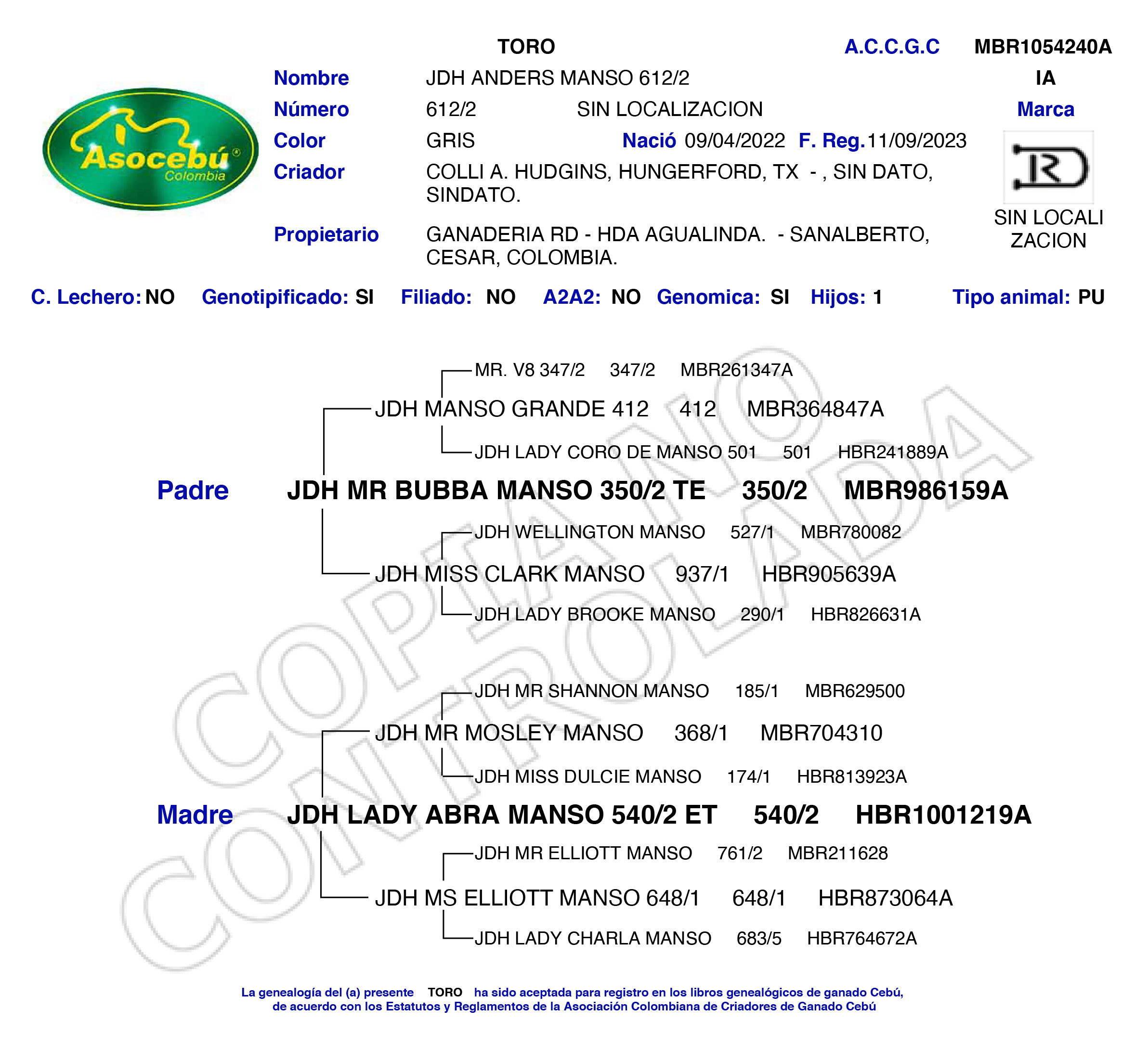 toros-carne-brahman-gris