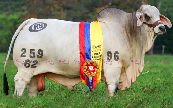 toros-carne-brahman-gris