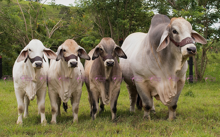 toros-carne-brahman-gris