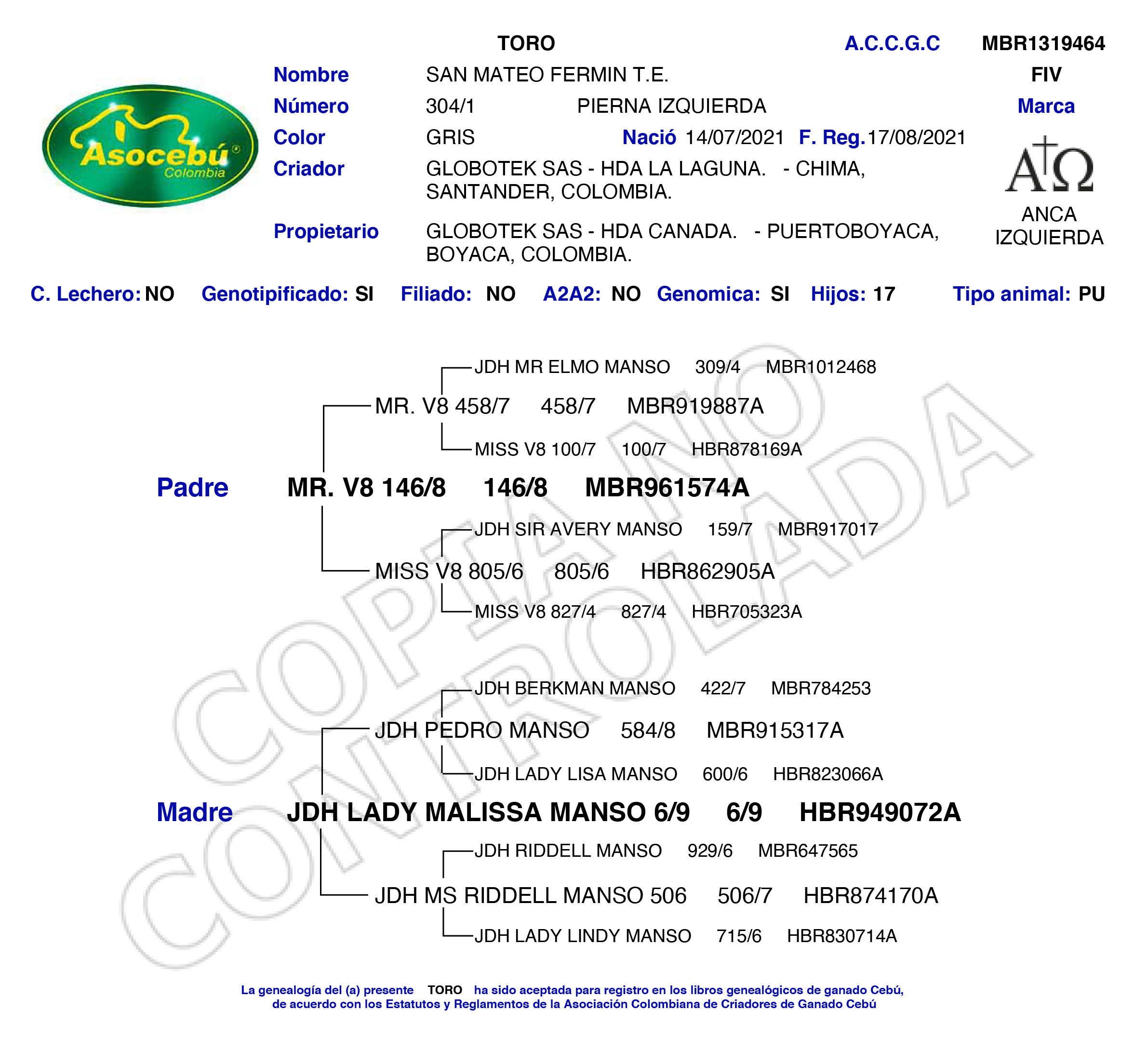 toros-carne-brahman-gris