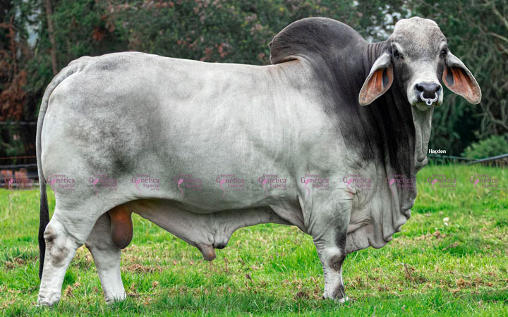 toros-carne-brahman-gris