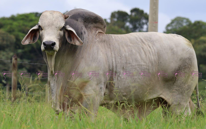 toros-carne-brahman-gris