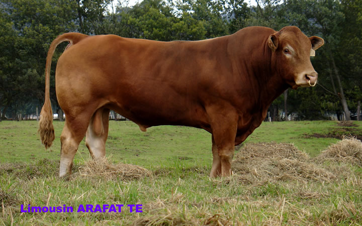 toros-carne-limousin