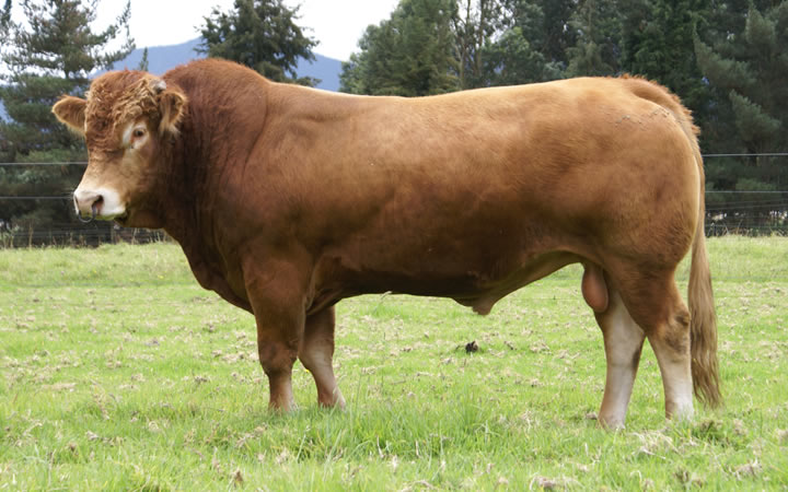 toros-carne-limousin