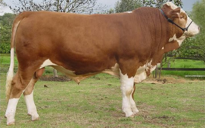 doble-proposito-simmental