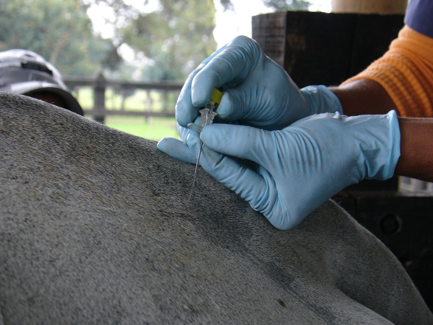 tratamiento-homeopatia