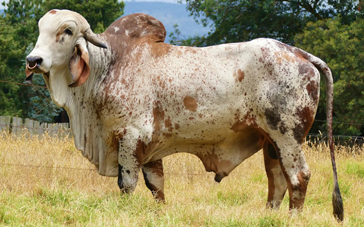 toros-leche-gyr-gabinete