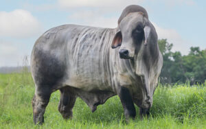 Brahman Gris