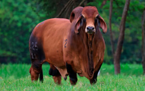 Brahman Rojo