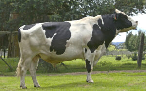 Holstein Negro