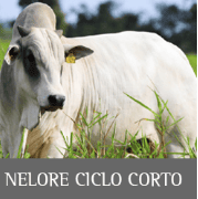 Nelore Ciclo Corto