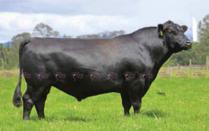 Frankus solidus 6ku55