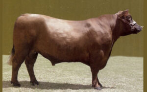 Gusti Red Lands Gus (ARGENTINA)