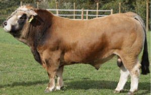 Aubrac