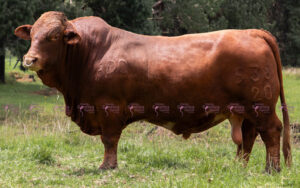 Guamito Espartaco 538-2