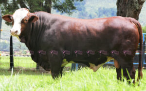 Providencia Isidoro 1161-102