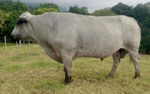 La Cascada Balin 511-9