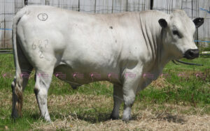 La Cascada 627-2 “El Bonito”