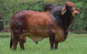 HDA DEL RIO AMOROSO T.E.