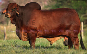 Rg Guadalupe Andree 507/61