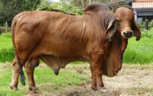 Abas Gran Camilo Magnun