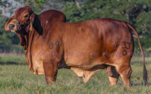 ARG SMOKIN DANTE T.E.