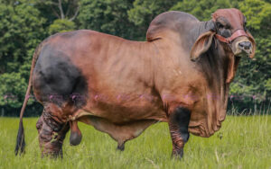 Los Arucos Topgun Maverick