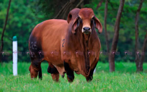 El Cucharo KML 071 Pavo T.E.