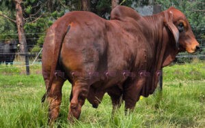 Cv Chaquira81 Poreño 126/24 T.E.