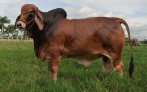 Southern Style Poseidon (EE.UU)