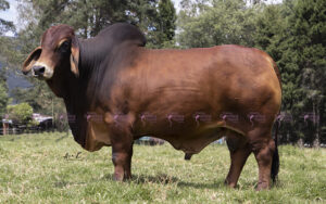 BV La Providencia 933/252