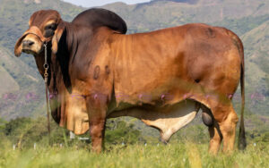 Las Palmas Tato 109/7 T.E.