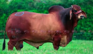 Hss 020 Tirso Santa Maria