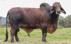 Doyare 933 Tornado 23/6