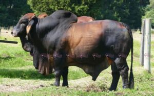 Vista Hermosa 041/11