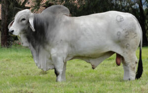 Andalucia Abel 922/8