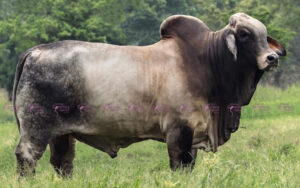 Jdh Anders Manso 612-2