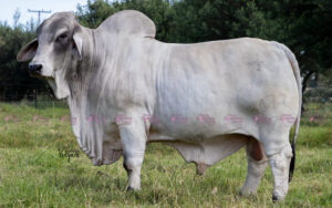 Pradera Sabaletica Beckton 3137/7