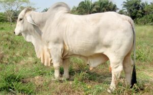 Bruselas Tame El Bonche 2015/10