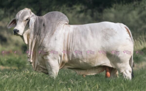 Cauchitos V8 Braulio T.E.