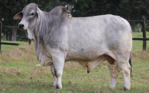 La Angostura 54 Calixto 6962/2