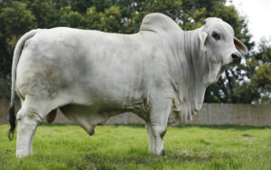 Chancesito Cheo 229/5