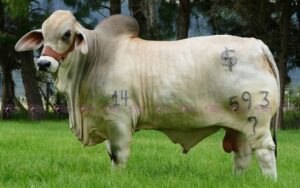 Villaleiva Cipriano 593/7