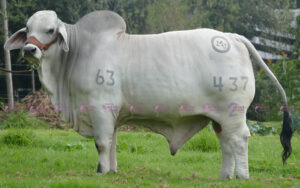 JM Diamante Coco 437/2